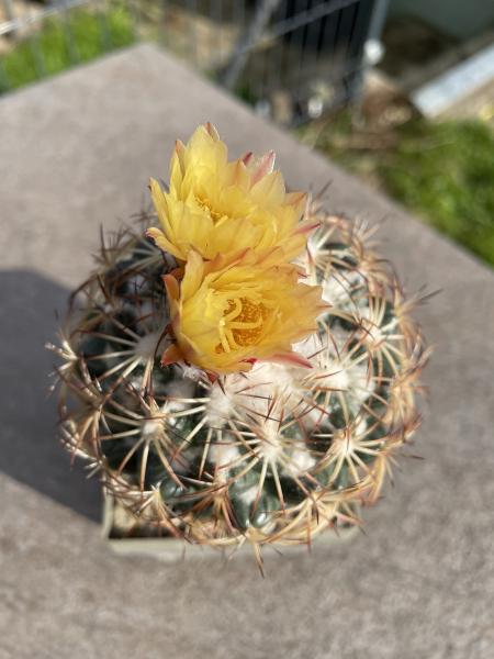 Coryphantha cornifera